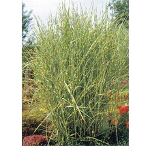 Roseau de Chine FloraSelf Miscanthus sinensis 'Strictus' h 10-100 cm Co 3 l