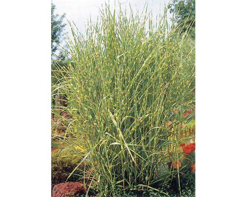 Chinaschilf Zebragras FloraSelf Miscanthus sinensis 'Strictus' H 10-100 cm Co 3 L Chinaschilf Pflanze mit gestreiften Blättern