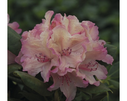 Rhododendron x Hybride 'Brasilia' H 30-40 cm Co 5 l