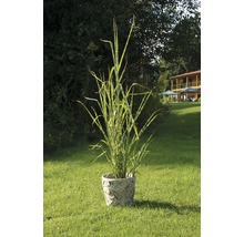 Massette zébrée dans un pot décoratif