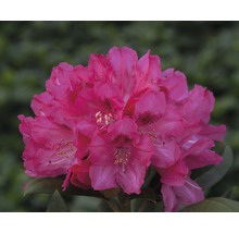 Gros plan d''une fleur de rhododendron
