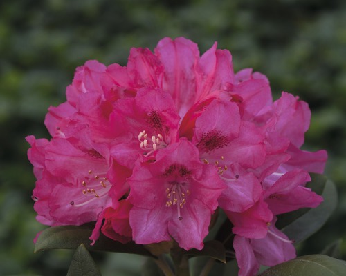 Rhododendron boule Rhododendron degronianum ssp. yakushimanum 'Sneezy' H 30-40 cm Co 5 l
