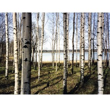 Forêt de bouleaux au bord d''un lac au printemps