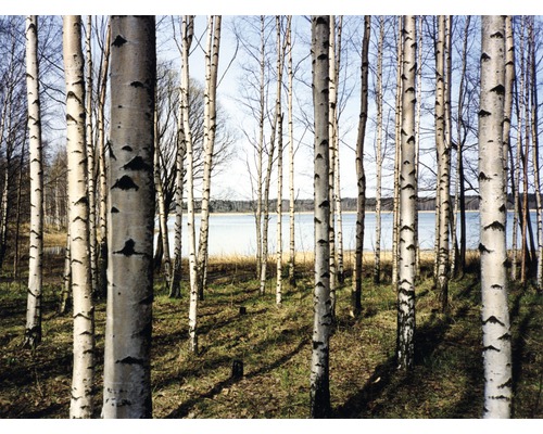 Papier peint panoramique intissé 18317 Finnish Forest of Birch Trees 7 pces 350 x 260 cm