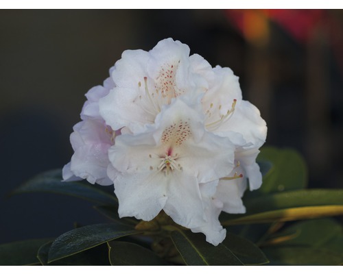 Rhododendron boule Rhododendron degronianum ssp. yakushimanum 'Couronne de neige' H 30-40 cm Co 5 L
