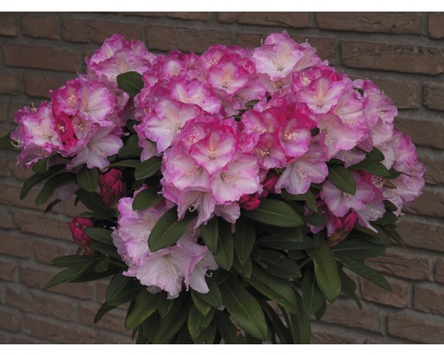 Ball-Rhododendron Rhododendron degronianum ssp. yakushimanum 'Marlis' H  30-40 cm Co 5 L - HORNBACH Luxemburg