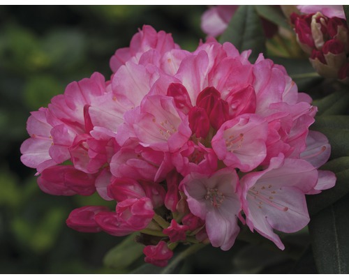 Nahaufnahme einer rosa Rhododendronblüte