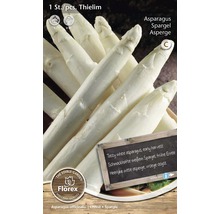 Plants d''asperges de la variété Thielim pour la culture d''asperges blanches
