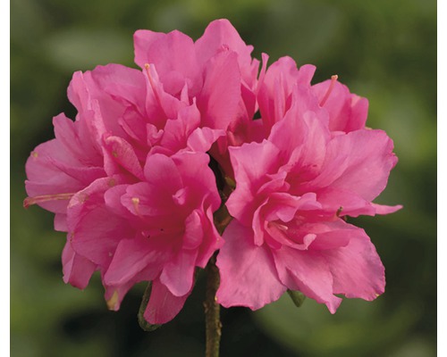 Azalée du Japon Rhododendron obtusum 'Canzonetta' H 20-30 cm Co 3 l