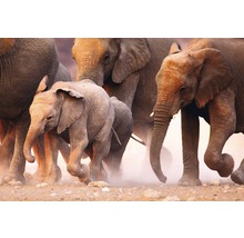Un troupeau d''éléphants avec un jeune éléphant au milieu