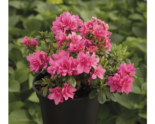 Azalée en pot avec des fleurs roses.