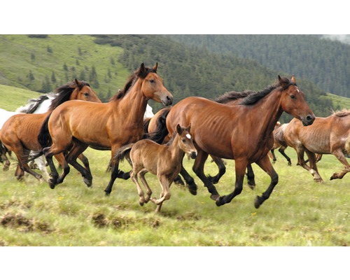 Fototapete Vlies 18324 Wild Horses 7-tlg. 350 x 260 cm