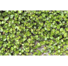 Plante Muehlenbeckia à feuilles rondes