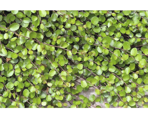 Plante Muehlenbeckia à feuilles rondes