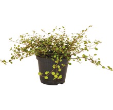 Muehlenbeckia plante en pot