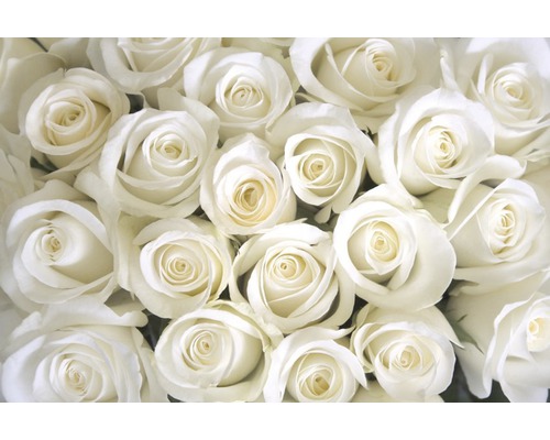 Papier peint panoramique intissé 18326 White Roses 7 pces 350 x 260 cm