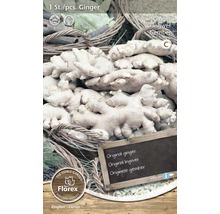 Gingembre à planter