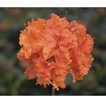 Nahaufnahme einer orangefarbenen Azaleenblüte