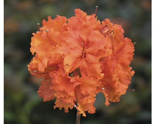 Azalée Rhododendron luteum 'Gibraltar' H 30-40 cm Co 5 L