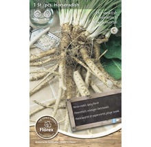 Plant de raifort pour la culture dans le jardin