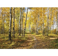 Chemin à travers une forêt de bouleaux en automne avec des feuilles jaunes