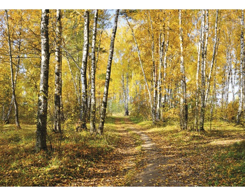 Papier peint panoramique intissé 18332 Autumn Forest Path 7 pces 350 x 260 cm