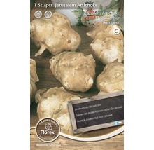 Paquet d''artichauts de Jérusalem à planter