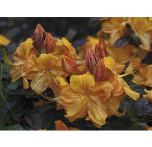 Nahaufnahme von orangefarbenen Azaleenblüten