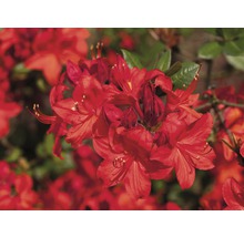 Azalée Rhododendron lutem 'Parkfeuer' à feuilles caduques h 30-40 cm Co 5 l