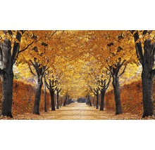Allée avec arbres à feuilles caduques en automne