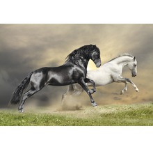 Papier peint panoramique intissé 18334 Black and White Horses 7 pces 350 x 260 cm