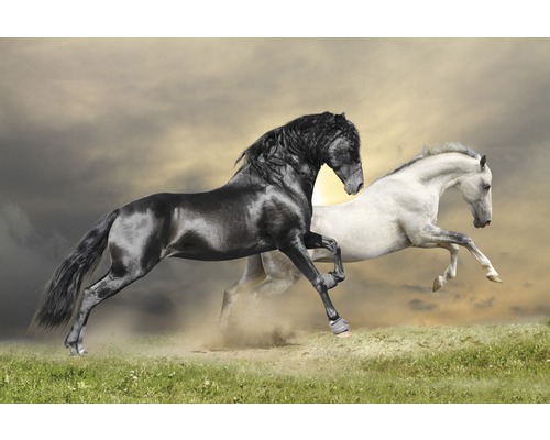 Papier peint panoramique intissé 18334 Black and White Horses 7 pces 350 x 260 cm Deux chevaux au galop dans un champ