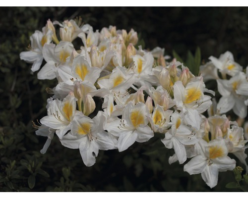 Azalée Rhododendron lutem 'Schneegold' à feuilles caduques h 30-40 cm Co 5 l Azalée en fleurs avec des fleurs blanches