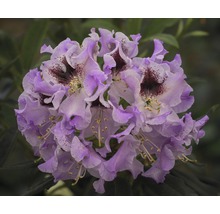 Gros plan d''une fleur de rhododendron avec des pétales