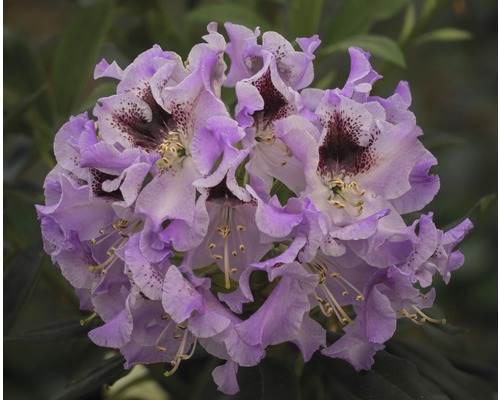 Rhododendron x Hybride 'Garçons bleus' H 40-50 cm Co 7,5 L