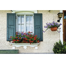 Dekoratives Fenster mit Fensterladen und Blumenkasten mit Blumen