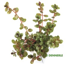 Kleinblättrige Rotala anpassungsfähig - Rotala rotundifolia emers