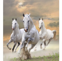 Trois chevaux blancs en mouvement devant un ciel nuageux