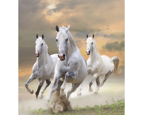 Papier peint panoramique intissé 18338 White Stallions in Dust 7 pces 350 x 260 cm