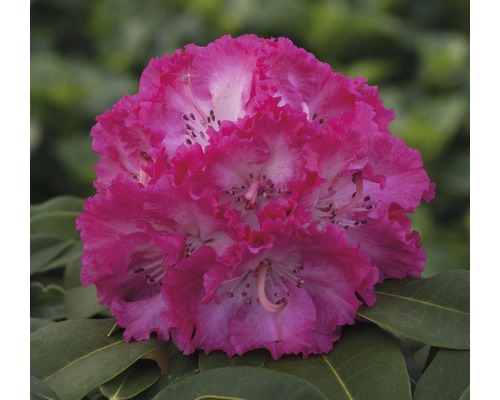 Rhododendron x Hybride 'Prof. Horst Roebenek' H 25-30 cm Co 5 l