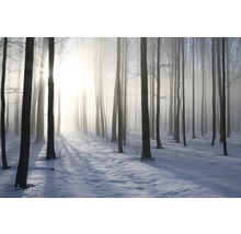 Winterlandschaft mit Bäumen und Schnee im Wald