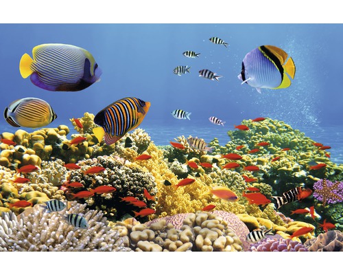Papier peint panoramique intissé 18341 Coral Colony Red Sea 7 pces 350 x 260 cm Scène d''aquarium avec poissons et récif corallien