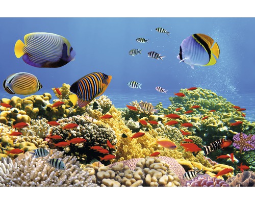 Papier peint panoramique intissé 18341 Coral Colony Red Sea 7 pces 350 x 260 cm