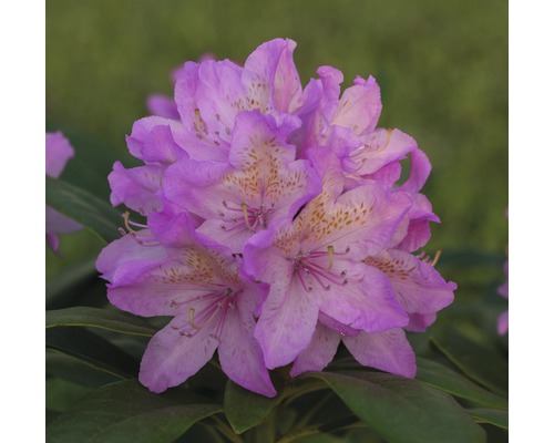 Rhododendron x Hybride 'Vernus' H 40-50 cm Co 7,5 l