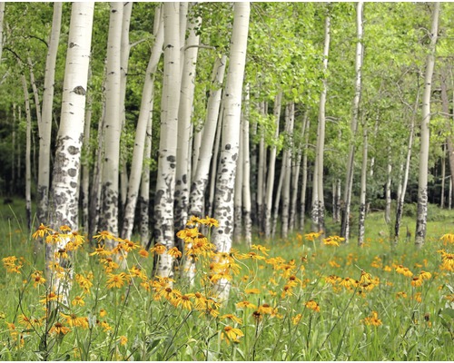 Papier peint panoramique intissé 18342 Aspen Grove and Orange Flowers 7 pces 350 x 260 cm