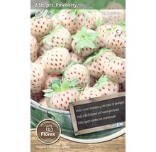 Rhizome fraise 'Pineberry' 2 pièces