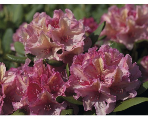 Rhododendron pour sol calcaire Rhododendron Inkarho® 'Brasilia' H 25-30 cm Co 5 L