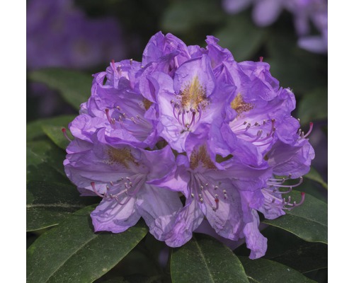 Easydendron Rhododendron Inkarho® 'Cat Grandiflorum' h 25-30 cm Co 5 l rhododendron pour sol calcaire