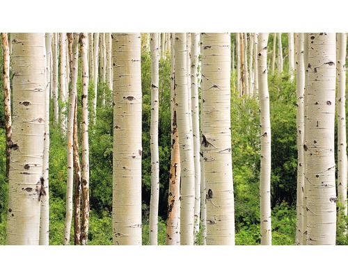 Papier peint panoramique intissé 18345 Aspen Woods in Summer 7 pces 350 x 260 cm Arbres à écorce blanche dans une forêt