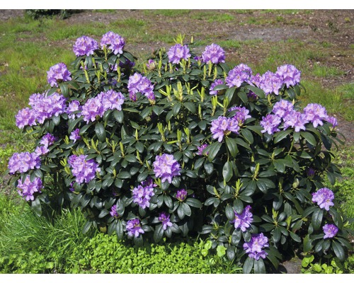 Easydendron Rhododendron Inkarho 'Cat Grandiflorum' H 25-30 cm Co 5 L kalktolerante  Rhododendron - HORNBACH Luxemburg